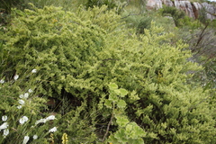 Asparagus rubicundus