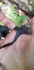 Craterellus