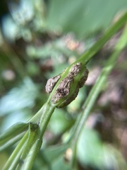 Antistrophus