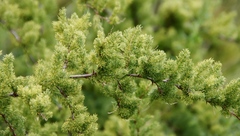 Asparagus rubicundus