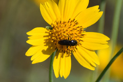 Protandrena aethiops