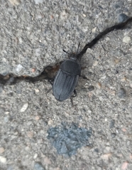Silphidae