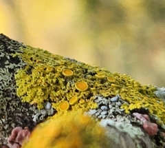 Xanthomendoza hasseana