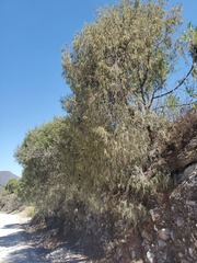 Juniperus flaccida