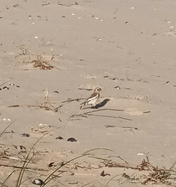 Snow Bunting