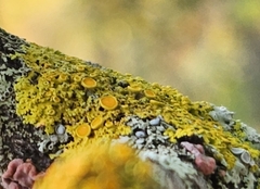 Xanthomendoza hasseana