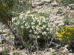 Zinnia acerosa