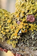 Xanthomendoza hasseana