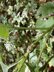 Antistrophus