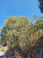 Juniperus flaccida