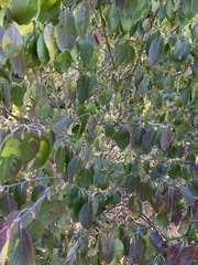 Viburnum prunifolium