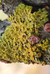 Xanthomendoza hasseana