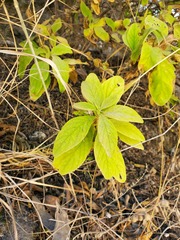 Hemichaena coulteri