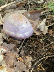 Cortinarius traganus