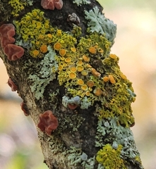 Xanthomendoza hasseana