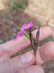 Dianthus borbasii