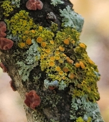 Xanthomendoza hasseana