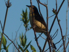 Donacobius atricapilla