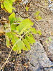 Hemichaena coulteri