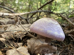 Cortinarius traganus