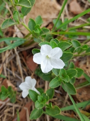Ruellia patula