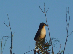 Donacobius atricapilla