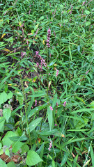 Persicaria longiseta