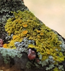 Xanthomendoza hasseana