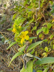 Hemichaena coulteri