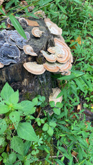Trametes cubensis