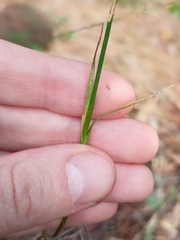 Dianthus borbasii