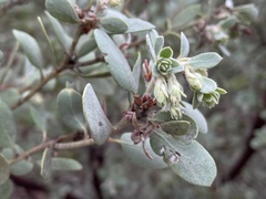 Arctostaphylos silvicola