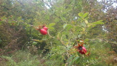 Rosa elliptica