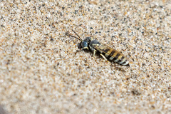 Microbembex monodonta