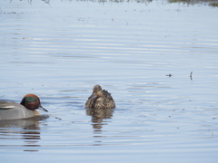 Anas crecca carolinensis