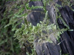 Brachythecium rutabulum