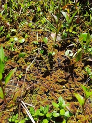 Azolla