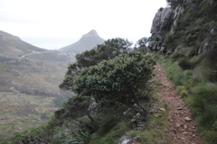 Phylica buxifolia