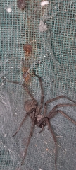 Tegenaria