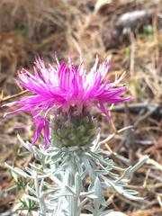 Centaurea diomedea