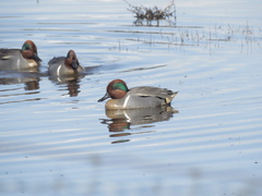 Anas crecca carolinensis