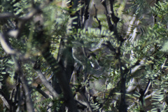 Polioptila