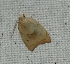 Coelostathma discopunctana