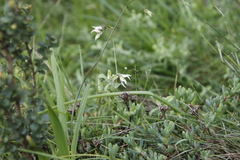 Melasphaerula graminea