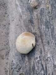 Calvatia