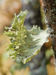 Ramalina sinensis