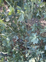 Baptisia australis