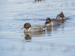 Anas crecca carolinensis