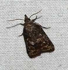 Platynota idaeusalis