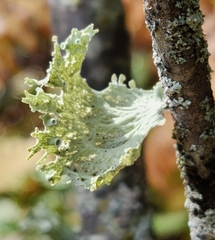 Ramalina sinensis